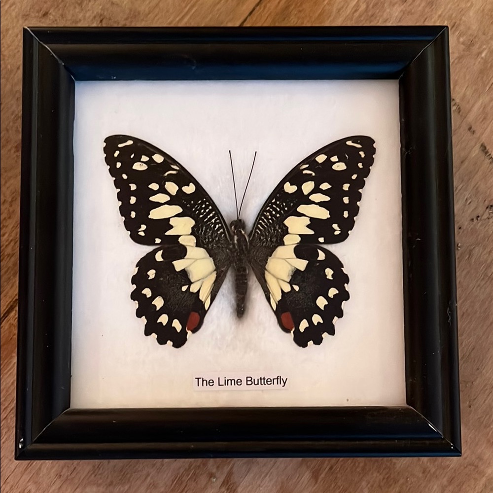 Framed Lime Butterfly Display